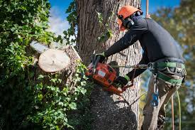 Easy Tree Service: Professional Tree Care Made Simple
